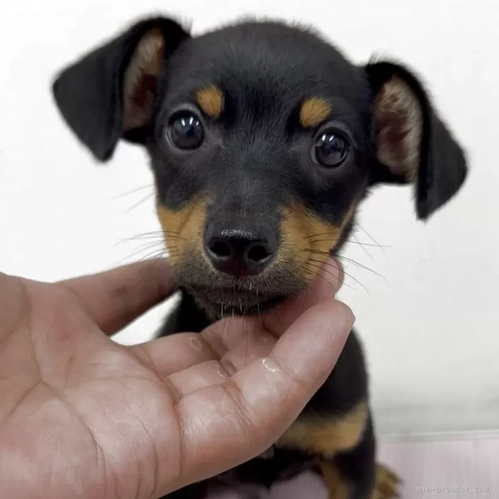 ID：2507-06170の子犬
