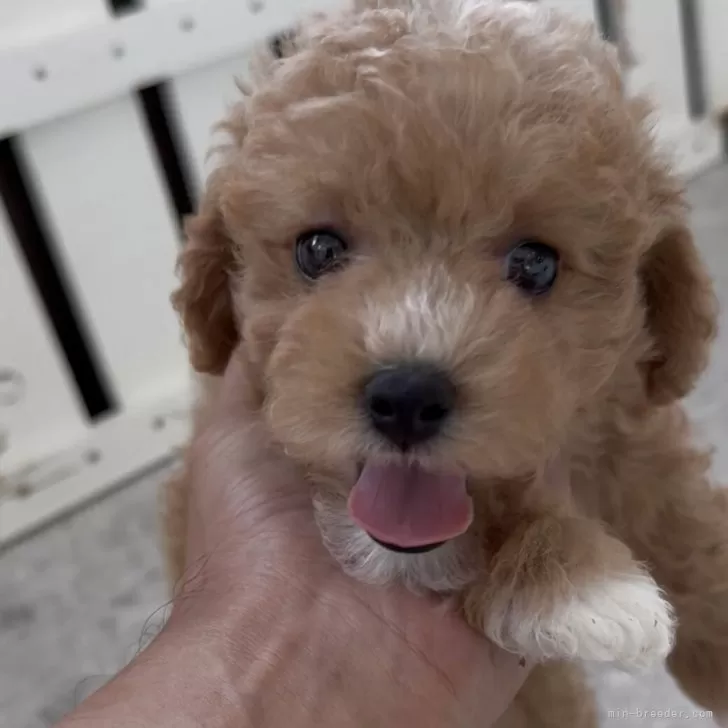 ID:2510-00439の子犬