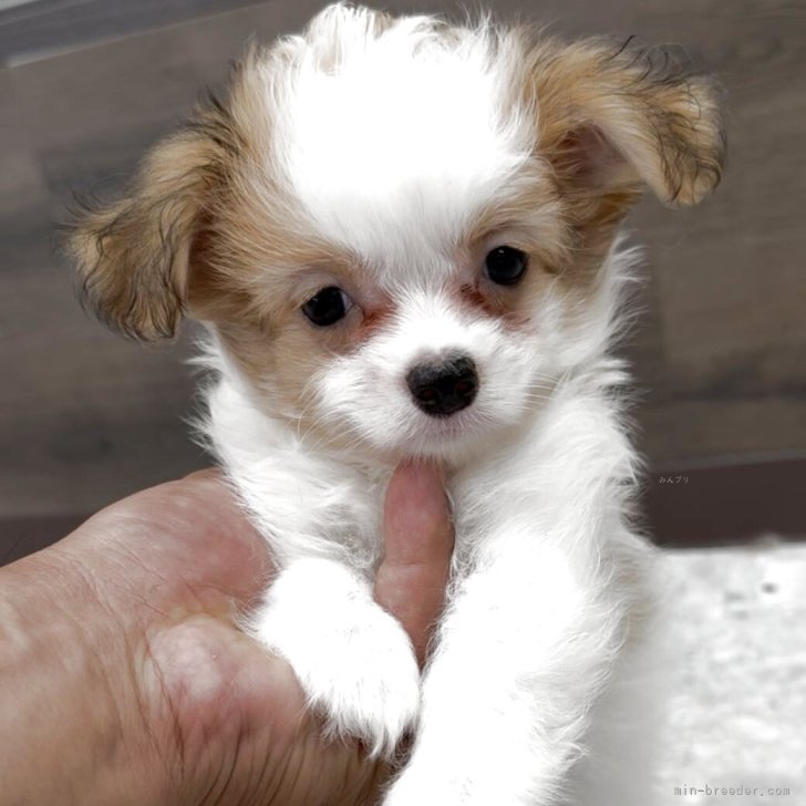 COOPERCRAFT　マルチーズと思われる犬の置物　白色　ホワイト　レア　希少 COOPERCRAFT マルチーズと思われる犬の置物 白色 ホワイト レア