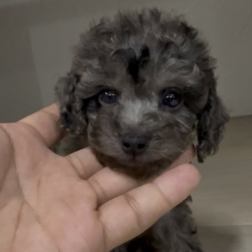 【福岡県・女の子・2025年7月25日・シルバーダップル】の写真「レアカラーでとっても可愛いダップーちゃんです♪」