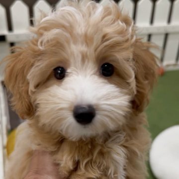 マルプー(トイプードル×マルチーズ)【福岡県・女の子・2025年7月28日・アプリ】の写真「とっても可愛いマルプーちゃんです♪」