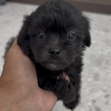 ペキプー(トイプードル×ペキニーズ)【福岡県・男の子・2025年8月12日・ブラック】の写真「とっても可愛いペキプーくんです♪」