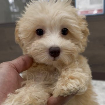 マルプー(トイプードル×マルチーズ)【福岡県・女の子・2025年8月14日・アプリ】の写真「とっても可愛いマルプーちゃんです♪」