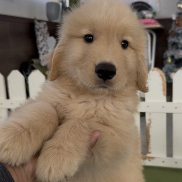 ゴールデンレトリバー【福岡県・男の子・2025年10月13日・ゴールド】の写真「両親共にチャンピオン血筋優良血統‼マズルも短い‼️」