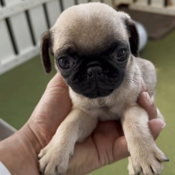 パグ【福岡県・女の子・2025年8月20日・フォーン】の写真「小さくてとっても可愛いパグちゃんです♪」