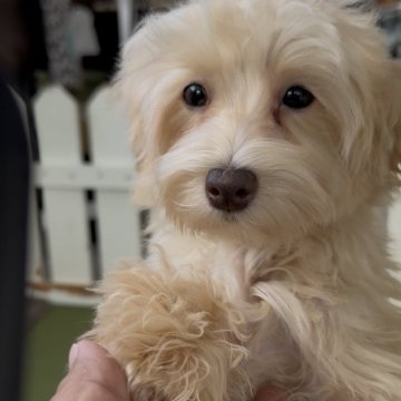 マルプー(トイプードル×マルチーズ)【福岡県・女の子・2025年8月14日・アプリ】の写真「とっても可愛いマルプーちゃんです♪」