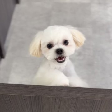 ミックス(マルチーズ×マルペキ)【福岡県・男の子・2025年6月7日・クリーム】の写真「フワモコでとっても可愛いマルペキくんです」