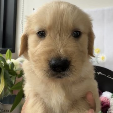 ゴールデンレトリバー【福岡県・女の子・2025年10月13日・ゴールド】の写真「両親共にチャンピオン血筋優良血統‼マズルも短い‼️」