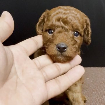 トイプードル(トイ)【福岡県・男の子・2025年8月7日・レッド】の写真「とっても可愛いトイプードルくんです♪」