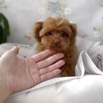 p*o様 ティーカッププードル ティーカッププードルの子犬を探す｜ブリーダー直販の子犬販売
