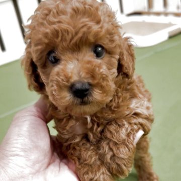 タイニープードル【福岡県・女の子・2025年3月31日・レッド】の写真「とっても可愛いタイニーちゃんです^_^」