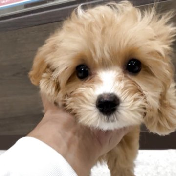 マルプー(トイプードル×マルチーズ)【福岡県・男の子・2025年8月20日・アプリ】の写真「とっても可愛いマルプーくんです♪」