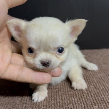 チワワ(ロング)【福岡県・男の子・2025年10月27日・クリーム】の写真「とっても可愛いチワワくんです♪」