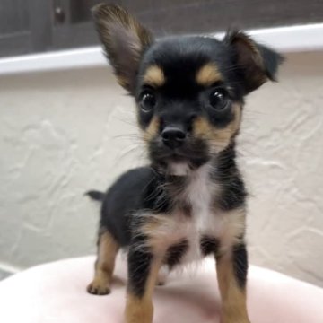 ミックス(チワワ×ヨークシャーテリア)【福岡県・女の子・2025年9月18日・ブラックタン】の写真「とっても可愛いチワキーちゃんです♪」