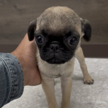 パグ【福岡県・女の子・2025年8月20日・フォーン】の写真「小さくてとっても可愛いパグちゃんです♪」
