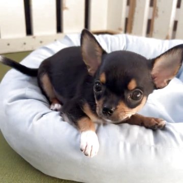 チワワ(スムース)【福岡県・女の子・2025年8月26日・ブラックタン】の写真「とっても可愛いスムースちゃんです♪」
