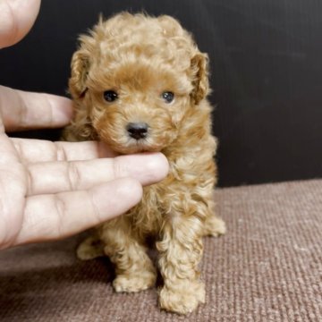 タイニープードル【福岡県・男の子・2025年9月30日・アプリ】の写真「とっても小さくて可愛いタイニーくんです♪」