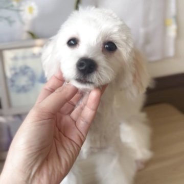 マルプー(トイプードル×マルチーズ)【福岡県・女の子・2025年5月26日・クリーム】の写真「とっても可愛いマルプーちゃんです♪」