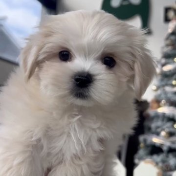 ミックス(マルチーズ×ペキニーズ)【福岡県・女の子・2025年10月1日・クリーム】の写真「とっても可愛いマルペキちゃんです♪」