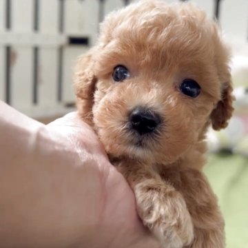 トイプードル(トイ)【福岡県・女の子・2025年4月30日・レッド】の写真「とっても可愛いトイプーちゃんです♪」