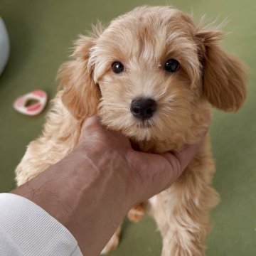 マルプー(トイプードル×マルチーズ)【福岡県・女の子・2025年8月13日・アプリ】の写真「とっても可愛いマルプーちゃんです♪」