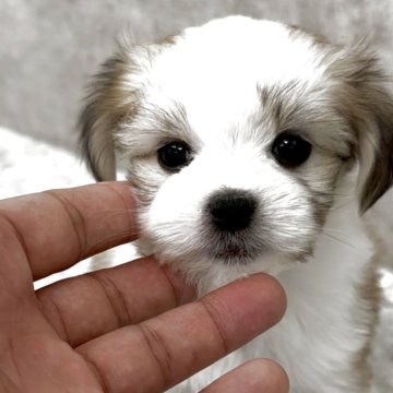 チワマル(マルチーズ×チワワ)【福岡県・女の子・2025年3月17日・パーティ】の写真「とっても可愛いチワマルちゃんです^_^」