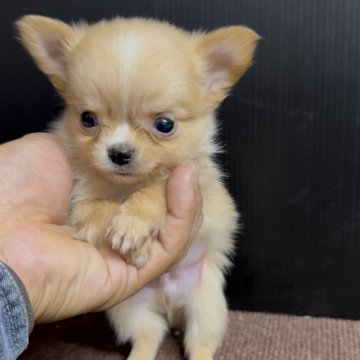 チワワ(ロング)【福岡県・男の子・2025年10月27日・レッド&ホワイト】の写真「とっても可愛いチワワくんです♪」