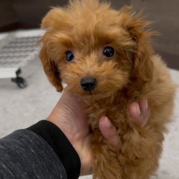 トイプードル(ティーカップ)【福岡県・男の子・2024年11月1日・レッド】の写真「とっても小さくて可愛いトイプーくんです^_^」