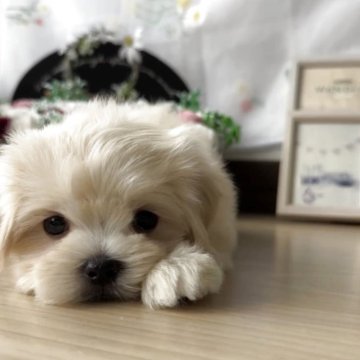 ミックス(マルチーズ×ペキニーズ)【福岡県・女の子・2025年10月1日・クリーム】の写真「とっても可愛いマルペキちゃんです♪」