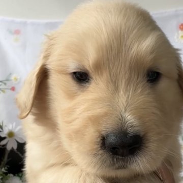 ゴールデンレトリバー【福岡県・男の子・2025年10月13日・ゴールド】の写真「両親共にチャンピオン血筋優良血統‼マズルも短い‼️」