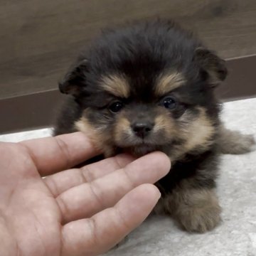ポメラニアン【福岡県・男の子・2025年10月13日・ブラックタン】の写真「とっても可愛いポメラニアンくんです♪」