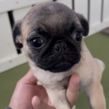 パグ【福岡県・女の子・2025年8月20日・フォーン】の写真「とっても可愛いパグちゃんです♪」