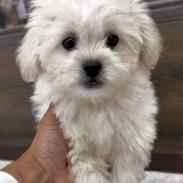 ペキプー(トイプードル×ペキニーズ)【福岡県・男の子・2025年8月12日・クリーム】の写真「とっても可愛いペキプーくんです♪」