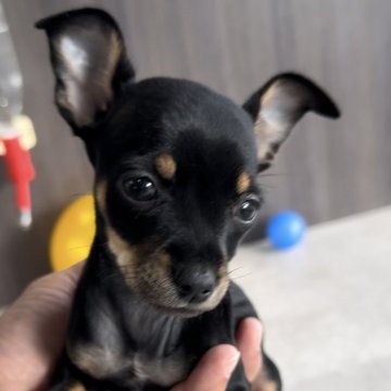 【福岡県・女の子・2024年10月3日・ブラックタン】の写真「とっても可愛いチワピンちゃんです^_^」