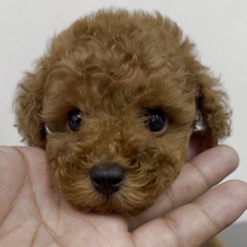 トイプードル(トイ)【福岡県・男の子・2025年8月7日・レッド】の写真「とっても可愛いトイプーくんです♪」