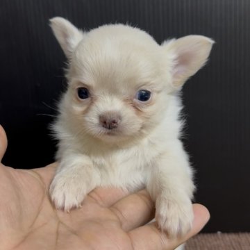 チワワ(ロング)【福岡県・女の子・2025年10月27日・ブラックタン】の写真「とっても可愛いチワワちゃんです♪」