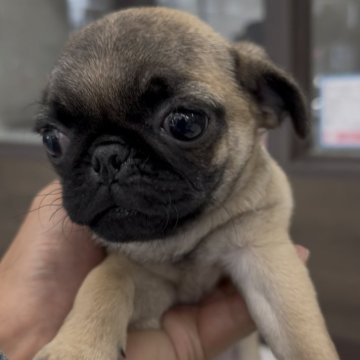 パグ【福岡県・女の子・2025年8月20日・フォーン】の写真「とっても可愛くて小さいパグちゃんです♪」