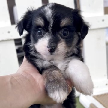 チワマル(チワワ×マルチーズ)の子犬を探す｜ブリーダー直販の