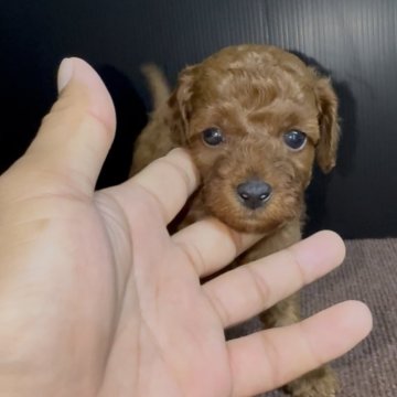 トイプードル(トイ)【福岡県・男の子・2025年8月8日・レッド】の写真「とっても可愛いトイプードルくんです♪」