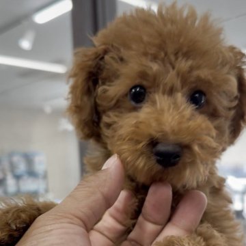 タイニープードル【福岡県・男の子・2025年8月7日・レッド】の写真「とっても可愛いタイニーくんです♪」