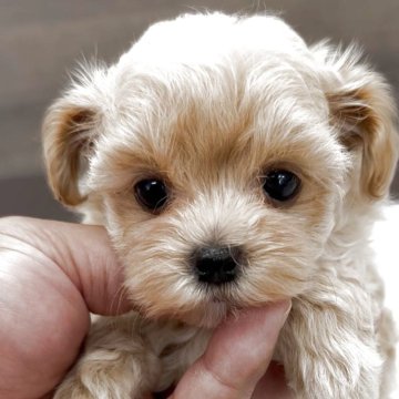 マルプー(トイプードル×マルチーズ)【福岡県・女の子・2025年5月7日・アプリ】の写真「両親共にティーカップサイズのマルプーちゃんです♪」
