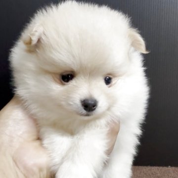 ポメラニアン【福岡県・男の子・2025年10月13日・クリーム】の写真「とっても可愛いポメラニアンくんです♪」