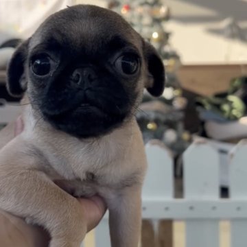 パグ【福岡県・女の子・2025年8月20日・フォーン】の写真「とっても可愛いパグちゃんです♪」