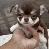 チワワ(ロング)