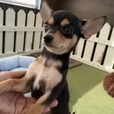 チワワ(スムース)