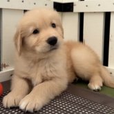 ゴールデンレトリバー