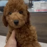 トイプードル(トイ)