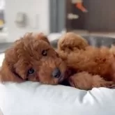 トイプードル(トイ)