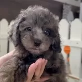 ダップー(トイプードル×ダックスフンド)【福岡県・男の子・2025年7月25日・シルバーダップル】の写真1