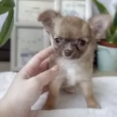 チワワ(ロング)